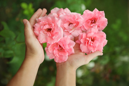 Hands hugging pink fresh roses in the garden on a background of green grass