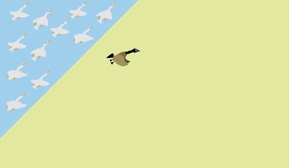 group of organized goose with one runaway