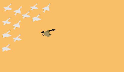 group of organized goose with one runaway
