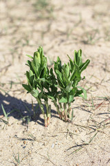 Dune plant growing in the sand at Loyola Beach in Chicago, Illinois