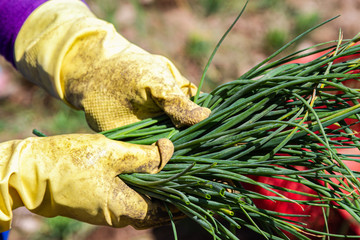 lauch bauer wirtschaft