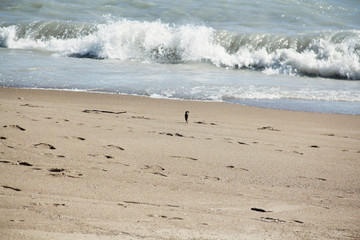 Fototapeta na wymiar Bird standing on the shore at Loyola Beach in Chicago, Illinois