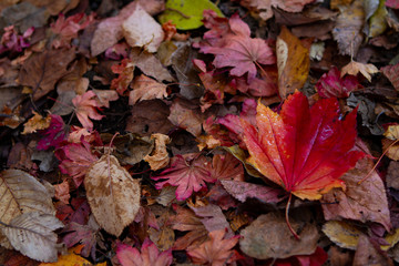 autumn leaves on the ground