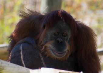 Orangutan