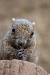 squirrel eating nut