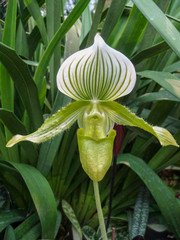 Orchid flower in Singapore