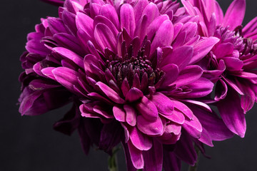 purple chrysanthemum flower