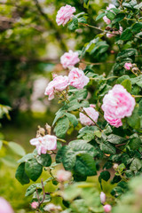 Pink rose bush