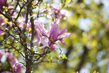 Magnolien (Magnolia) Blüten im Sommer mit hellem Bokeh Hintergrund	