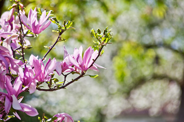 Magnolien (Magnolia) Blüten im Sommer mit hellem Bokeh Hintergrund