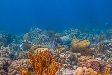 Caribbean coral garden