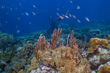 Caribbean coral garden