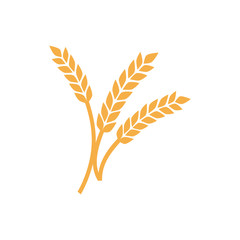 Realistic yellow ripe spikelets and grains of wheat composition on white background 3d vector illustration