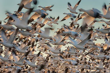 Snow geese in flight   Bosque del Apache   New Mexico © Tom