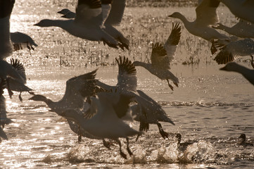 Snow geese in flight;   Bosque del Apache;  New Mexico