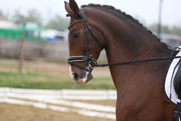  Head shot closeup of a dressage horse during ourdoor competition event
