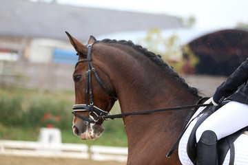  Head shot closeup of a dressage horse during ourdoor competition event
