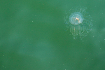 Red Eye Jellyfish