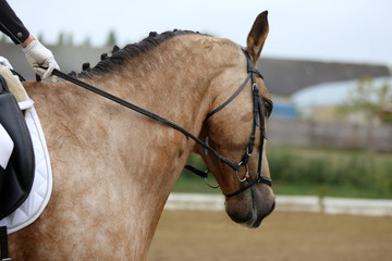 Unknown contestant rides at dressage horse event in riding ground outdoors
