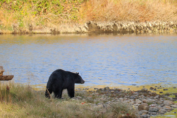Black Bear at the River