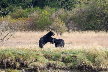 Black Bear Battle