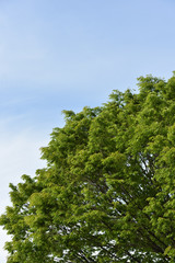 Fototapeta na wymiar Green tree with copy space of sky