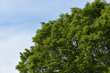 Green tree with copy space of sky