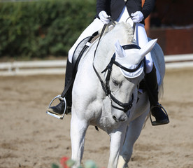 Obraz premium Unknown contestant rides at dressage horse event in riding ground outdoors