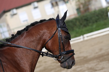 Obraz premium Unknown contestant rides at dressage horse event in riding ground outdoors