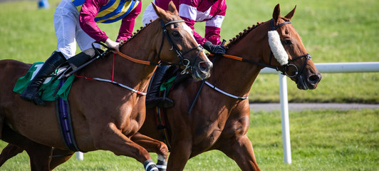 close up on two race horses competing for first position - obrazy, fototapety, plakaty