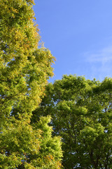 Green tree with copy space of sky
