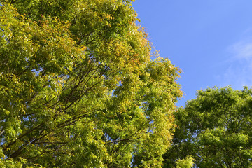 Green tree with copy space of sky