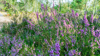 Naklejka premium Abstract violet flowers on the forest. Flora concept.