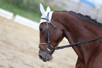Fototapeta premium Unknown contestant rides at dressage horse event in riding ground outdoors