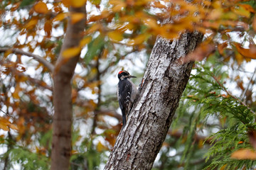 Hairy Woodpecker