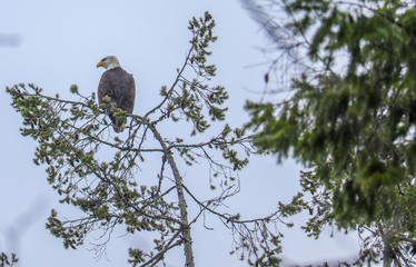 Bald Eagle