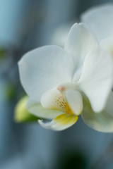 Naklejka na ściany i meble White orchid in spring