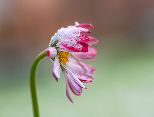 Pink Daisy and the first snow.