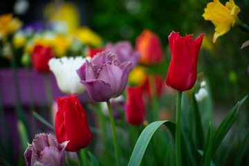 Red Tulips in spring