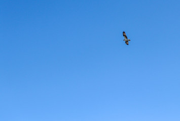 Osprey in Flight