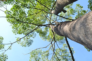 Taking photos of trees from another angle