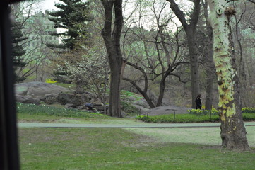 trees in the park