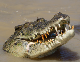 Crocodile