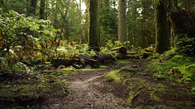 Low angle view of a trail through an old growth forest