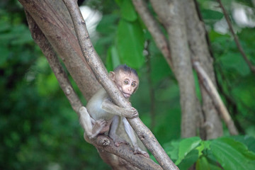 可愛いサル　