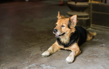 A cute doggie lying on the floor in the house.