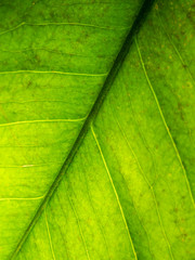 Close-up of fresh green leaf as background