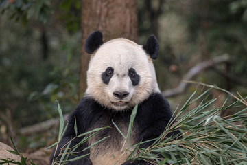 Panda Bear Chewing Bamboo Leaves in Ya'an Sichuan Province, China. Panda "Bei Bei" holding a small piece of Bamboo, looking at the viewer. Protected Species Animal Conservation