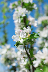 blooming flowers on tree branches close up