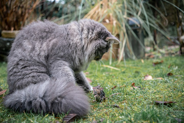 Naklejka na ściany i meble blue tabby maine coon cat hunting down a mouse outdoors in the garden on wet grass face to face